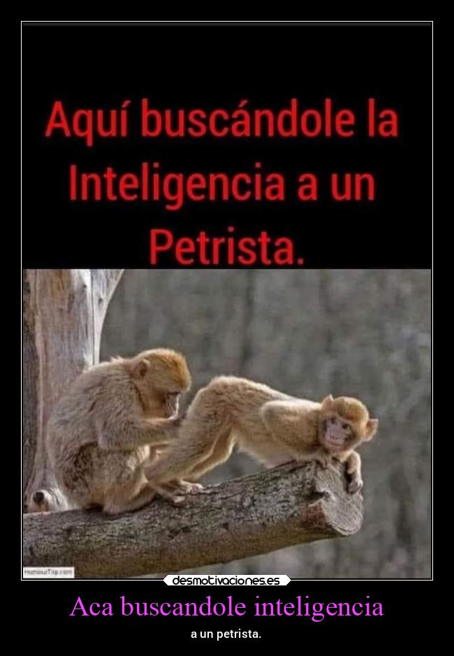 Aca buscandole inteligencia - a un petrista.