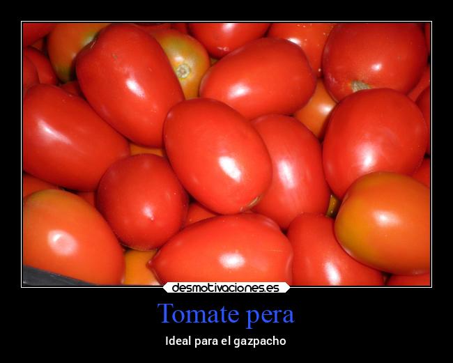 Tomate pera - 
