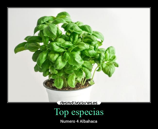 Top especias - 