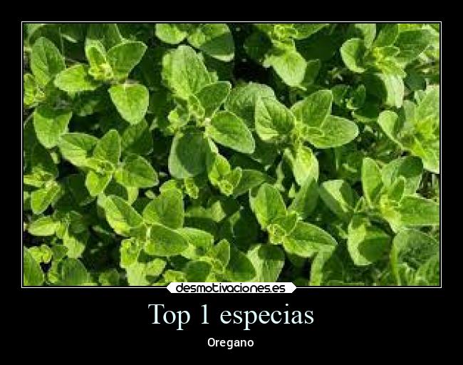 Top 1 especias - 