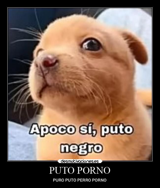 PUTO PORNO - PURO PUTO PERRO PORNO