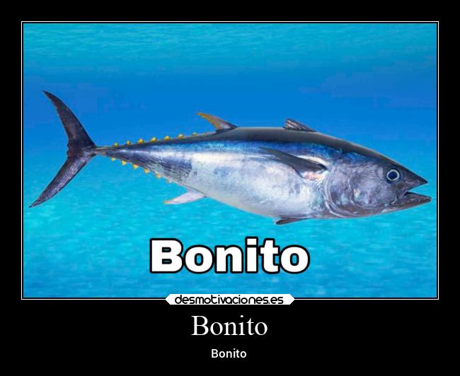 Bonito - Bonito