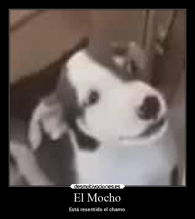 El Mocho - Está resentido el chamo