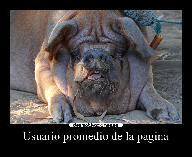 Usuario promedio de la pagina -