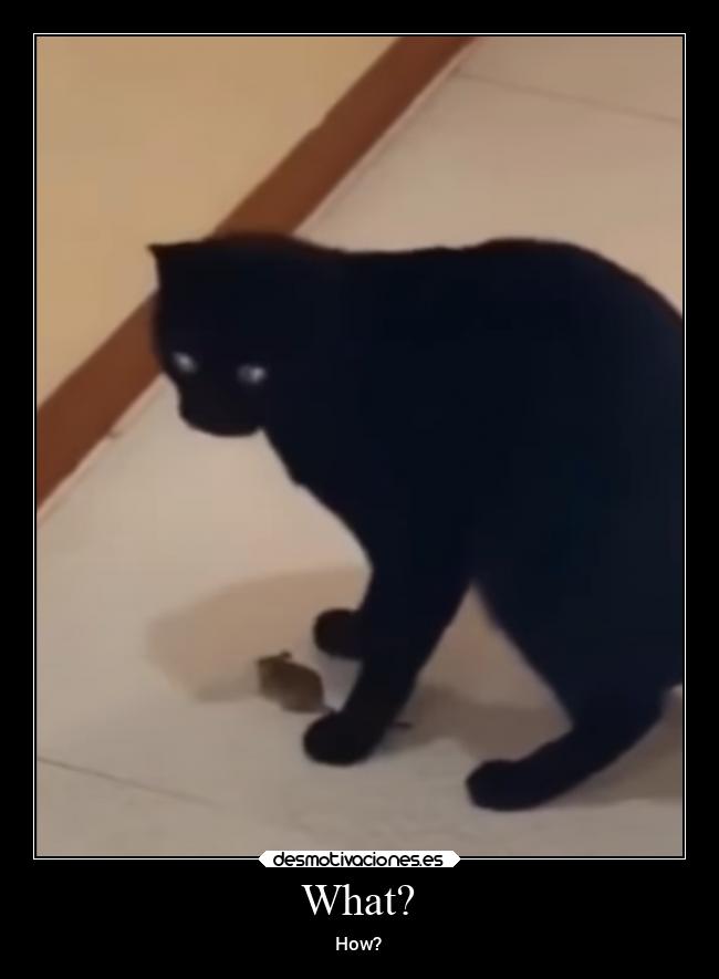 carteles gatos raton entre las patas del gato desmotivaciones