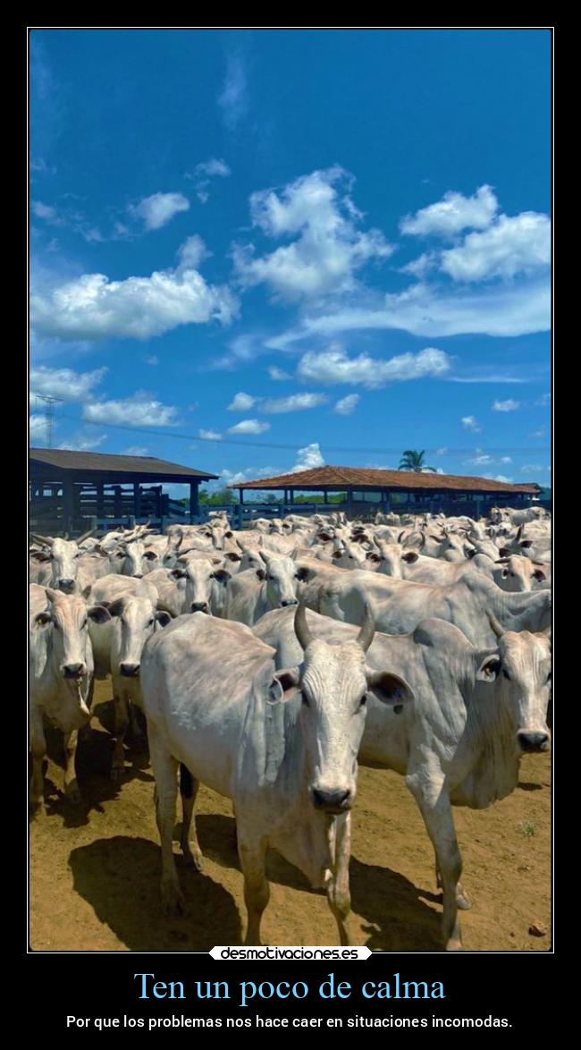 carteles problemas mexico situaciones incomodas toros manada mexico2022 desmotivaciones