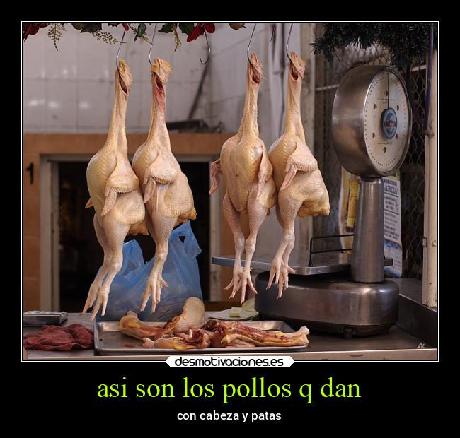 asi son los pollos q dan - 