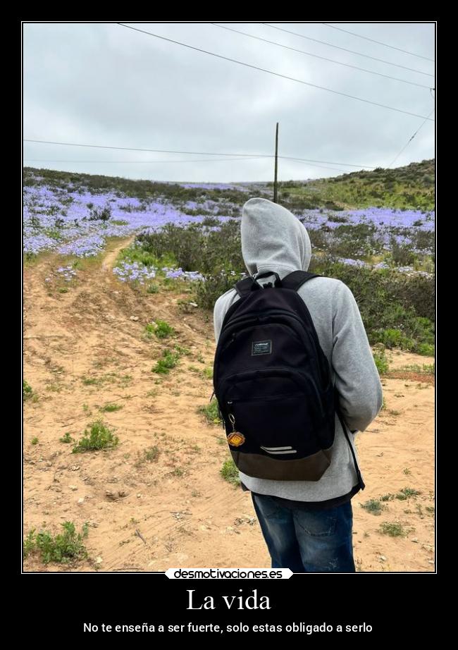 carteles vida vida desmotivaciones