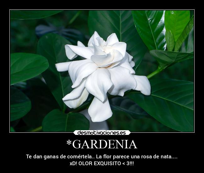 *GARDENIA - 