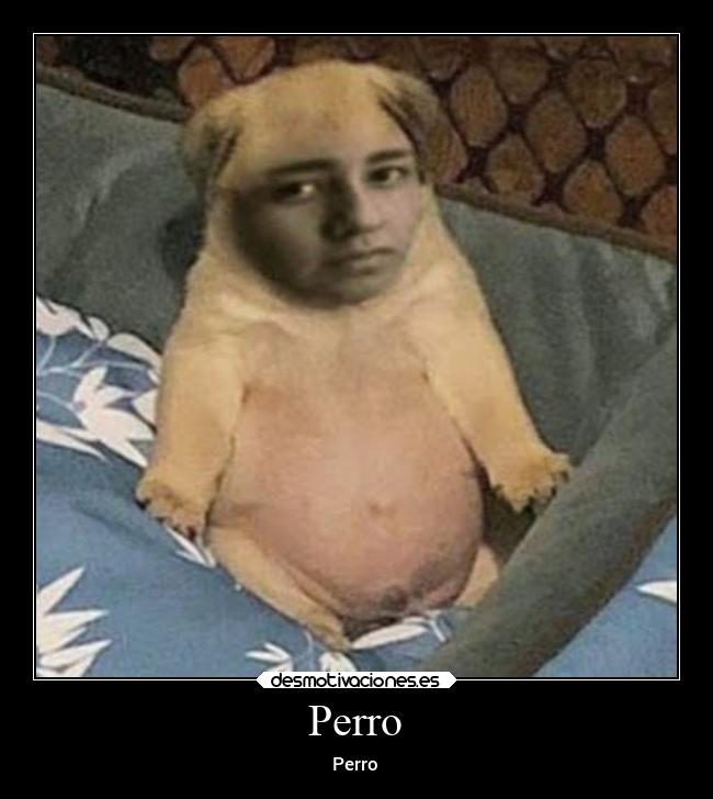 Perro - Perro
