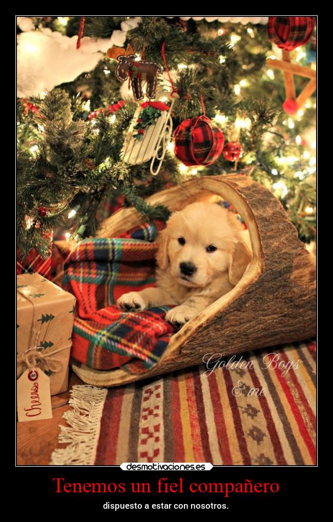 Tenemos un fiel compañero - dispuesto a estar con nosotros.