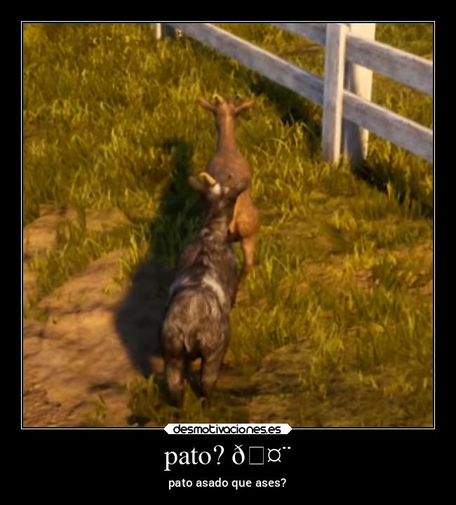 pato? 🤨 - pato asado que ases?