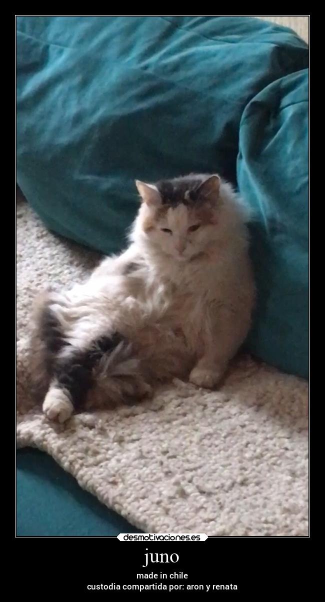 juno - made in chile
custodia compartida por: aron y renata