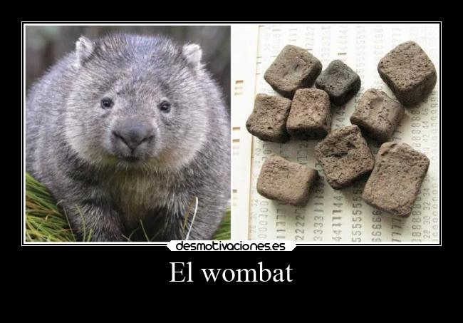 El wombat - 