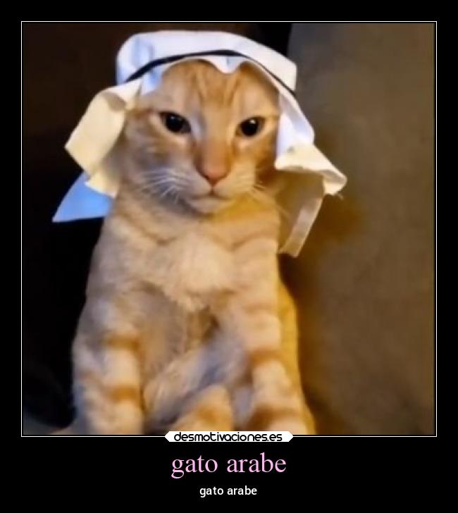 gato arabe - gato arabe