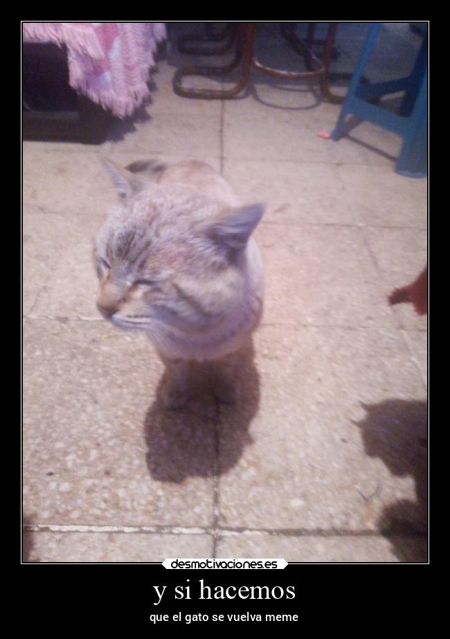 y si hacemos - que el gato se vuelva meme