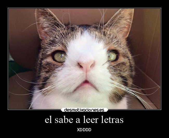 el sabe a leer letras -