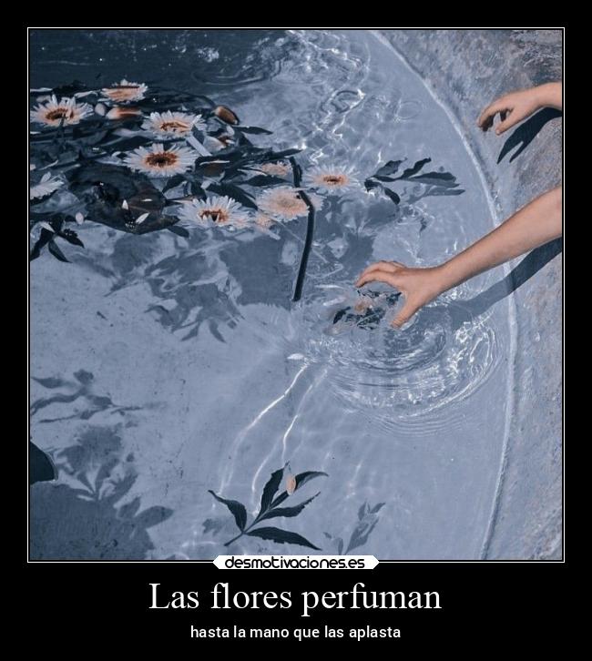 Las flores perfuman - 