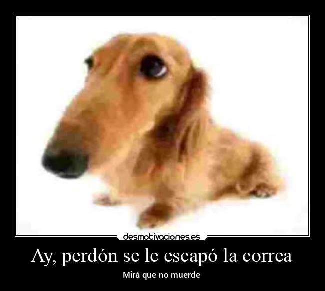 Ay, perdón se le escapó la correa -