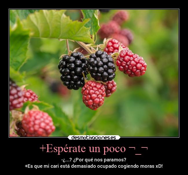 carteles alegria zarzamora rios moras negrasyrojas mmmquericoxd excursiones tardesinolvidables desmotivaciones