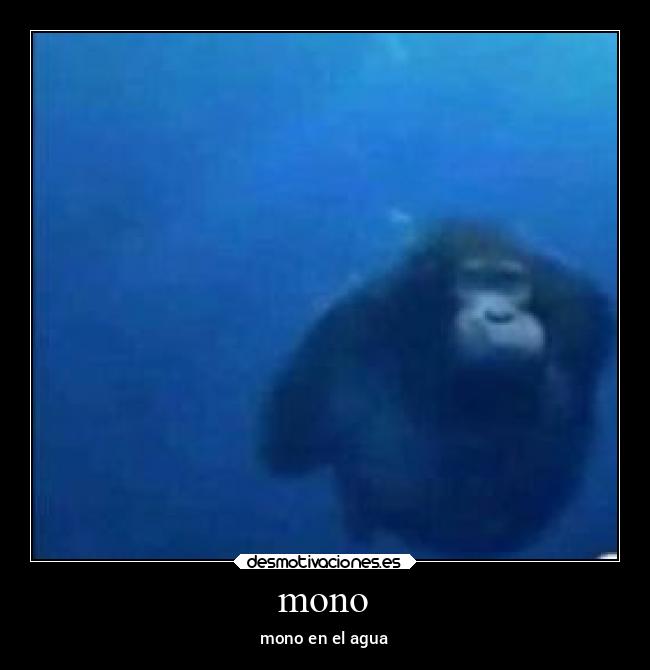 mono - mono en el agua