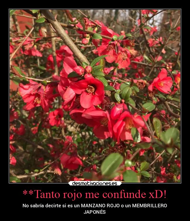 **Tanto rojo me confunde xD! - 