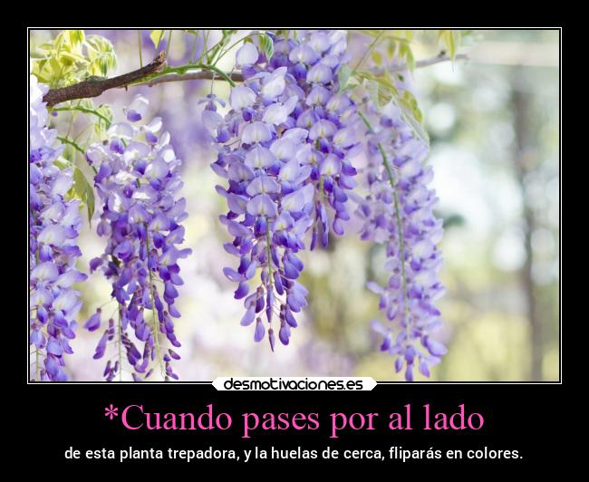 carteles alegria wisteria rosayvioleta lila plantasaromaticas queputapasada recuerdaallilo desmotivaciones