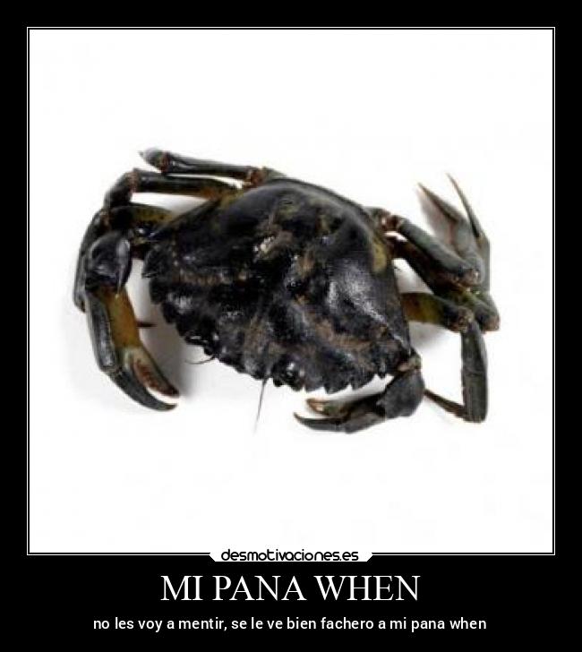 MI PANA WHEN - no les voy a mentir, se le ve bien fachero a mi pana when