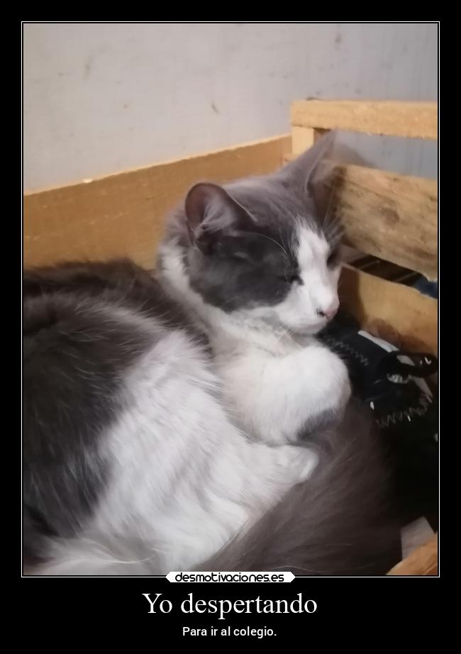 carteles dormir despertando con sueno desmotivaciones