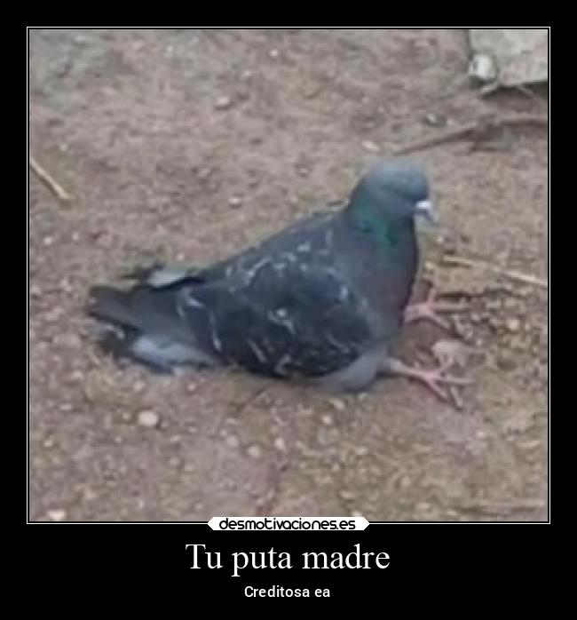 Tu puta madre -