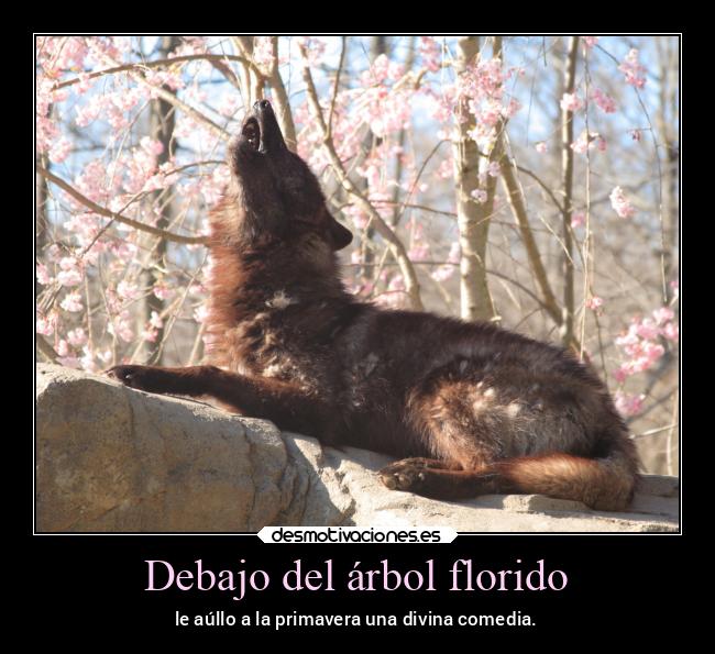 Debajo del árbol florido -
