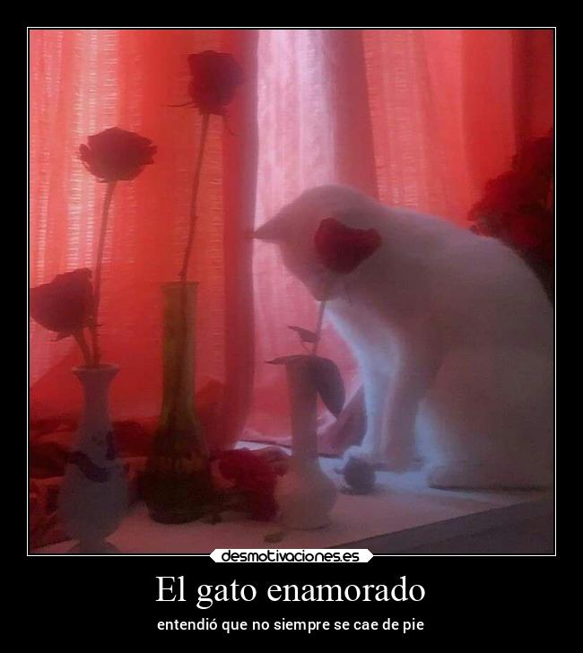 El gato enamorado - entendió que no siempre se cae de pie