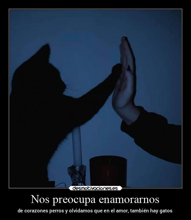 Nos preocupa enamorarnos - de corazones perros y olvidamos que en el amor, también hay gatos