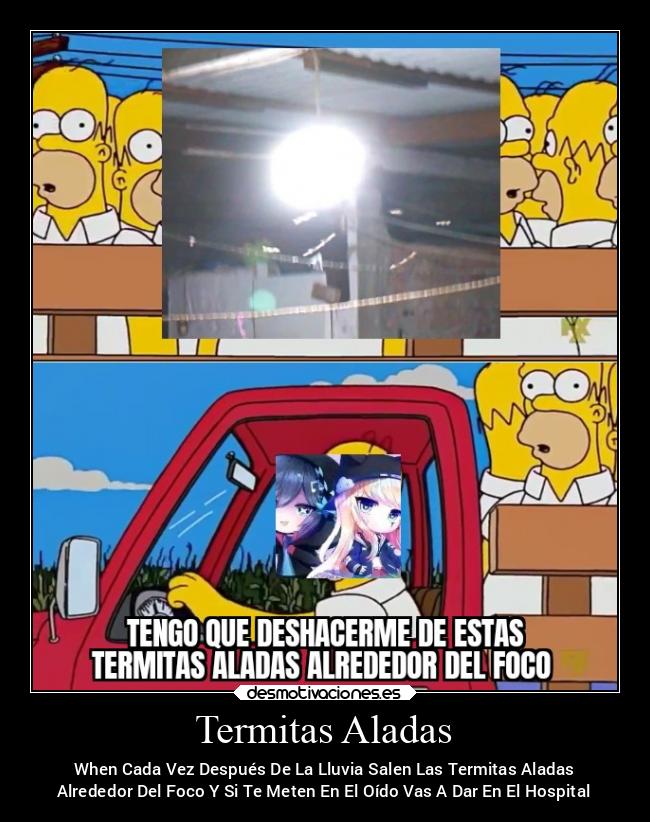 Termitas Aladas - When Cada Vez Después De La Lluvia Salen Las Termitas Aladas
Alrededor Del Foco Y Si Te Meten En El Oído Vas A Dar En El Hospital