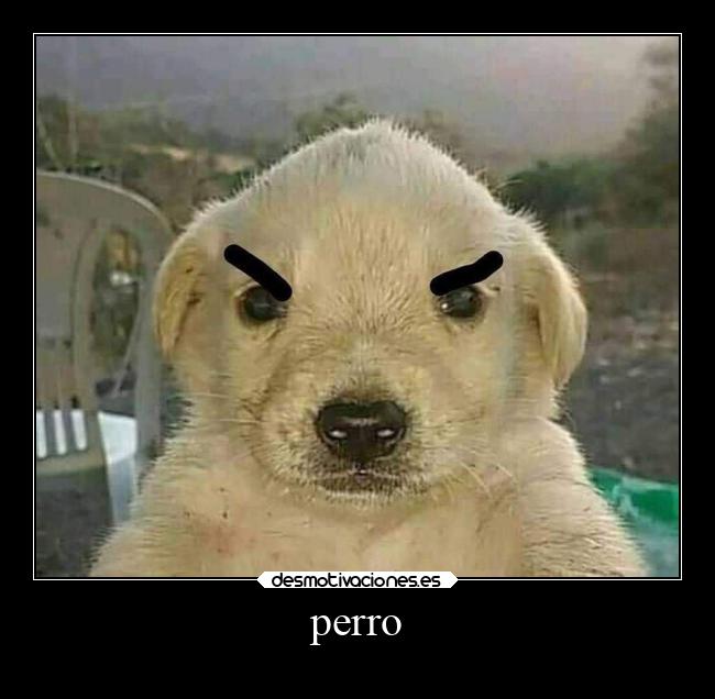 perro -