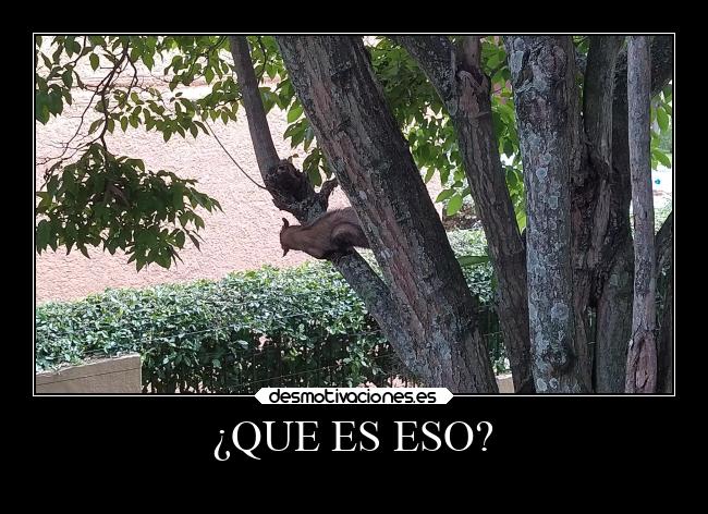 ¿QUE ES ESO? -