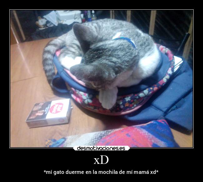 carteles animales gato xdddddddddddddddddddddddddddddddddddddddddddddddd desmotivaciones