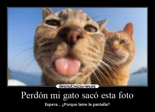 Perdón mi gato sacó esta foto | Desmotivaciones