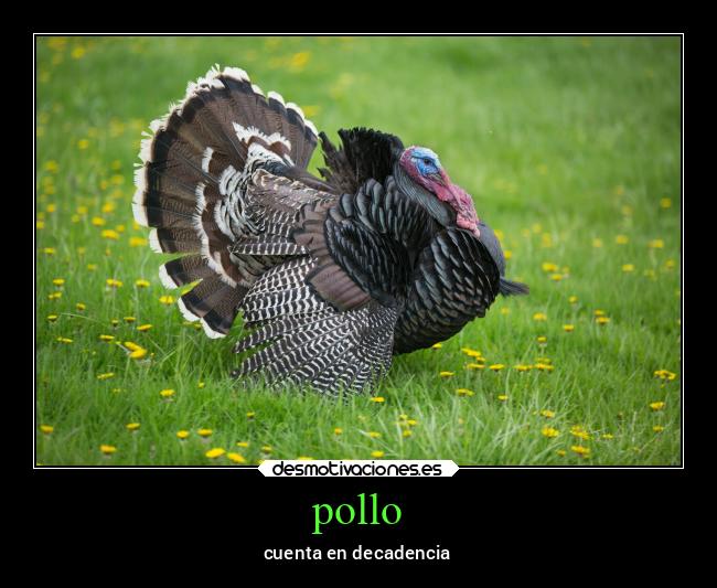 pollo - 