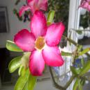 mariaalejandracastrillon