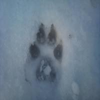 Huellas__
