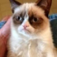 grumpy_cat