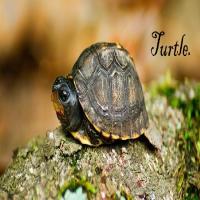 Turtle.