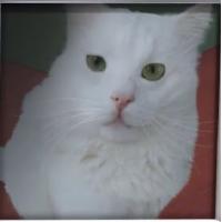 el gato  que desmotiva