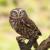 littleowl
