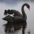 blackswan_32
