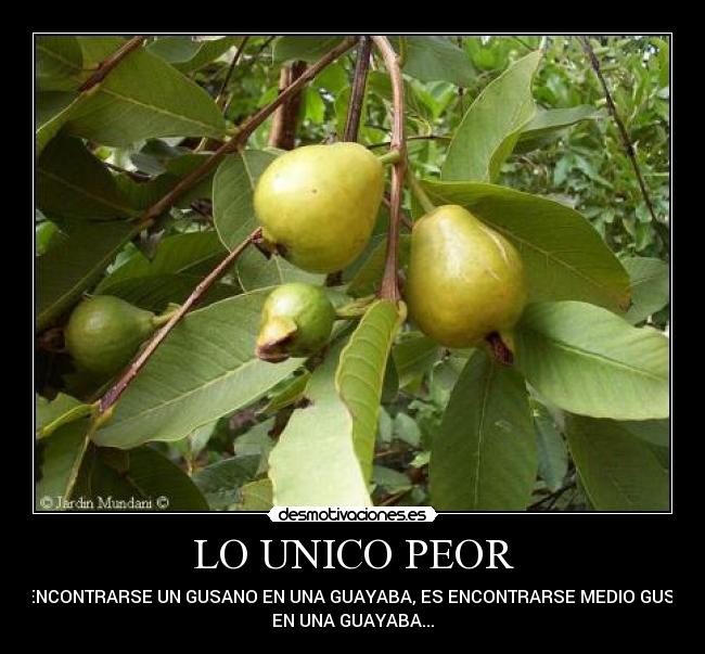 gusano de guayaba gusano de guayaba