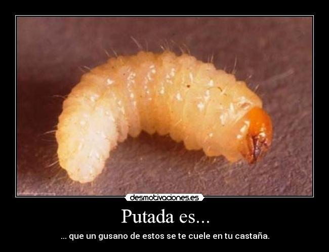 gusano de guayaba