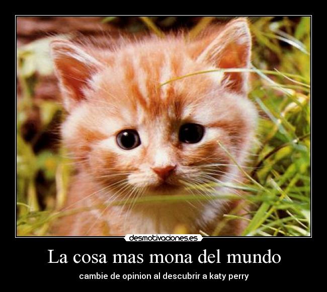 La cosa mas mona del mundo  Desmotivaciones