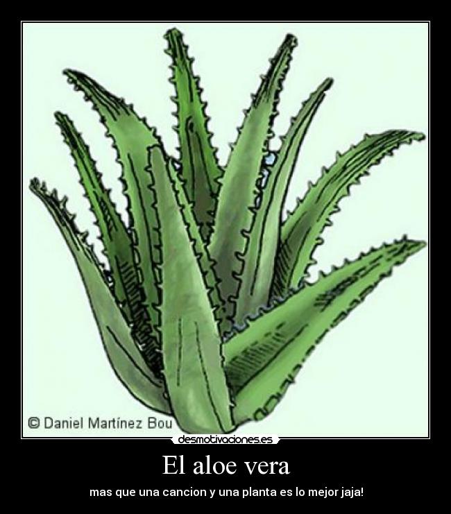 Aloe vera bueno para tatuajes